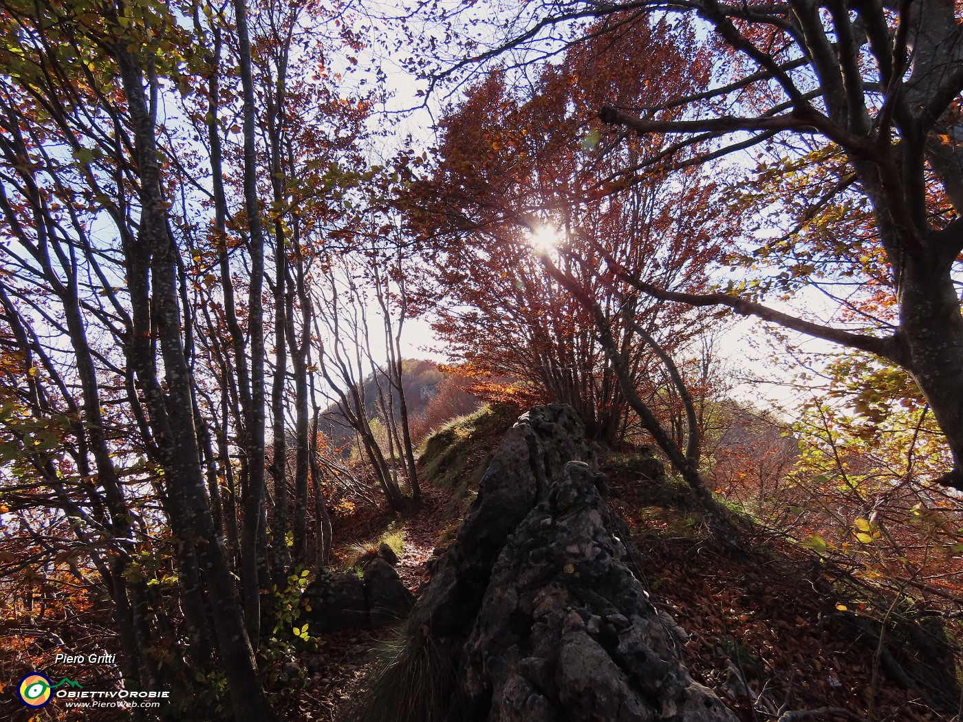 18 Splende il sole tra le piante colorate d'autunno.JPG